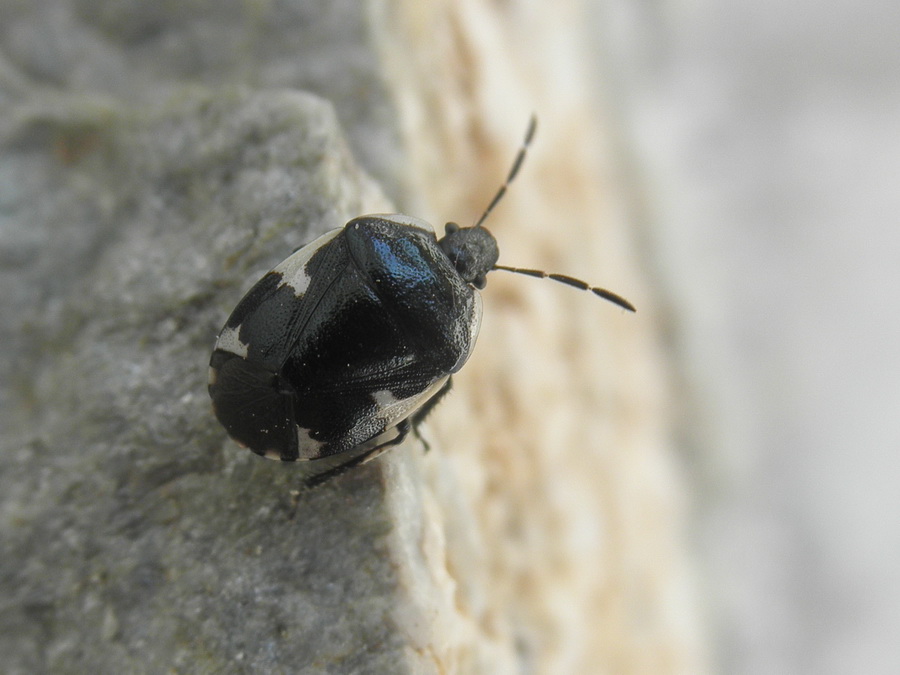 Tritomegas sexmaculatus (Cydnidae) dalla Grecia